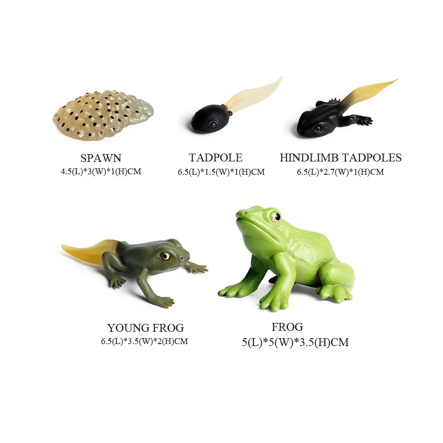 Frogs Models Wild Animals Figu – Kids Toys Review recenzja i cena