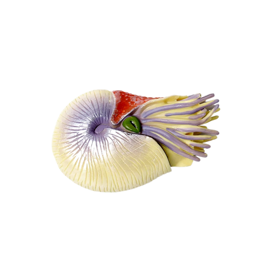 Marine toy animals Nautilus Fi – Kids Toys Review recenzja i cena